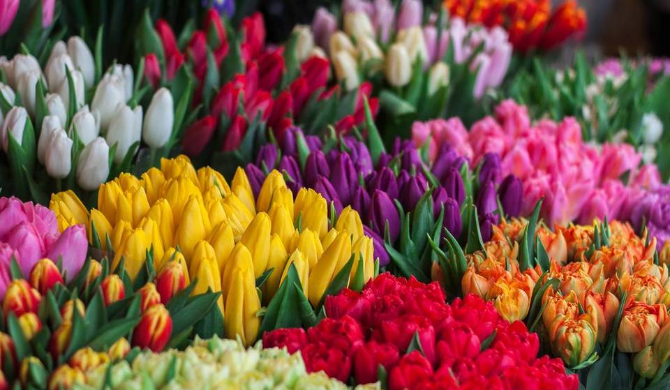 Flowers for 50 cents: Just 20 minutes from Munich, an absolute flower paradise awaits you at unbeatable prices in this outlet