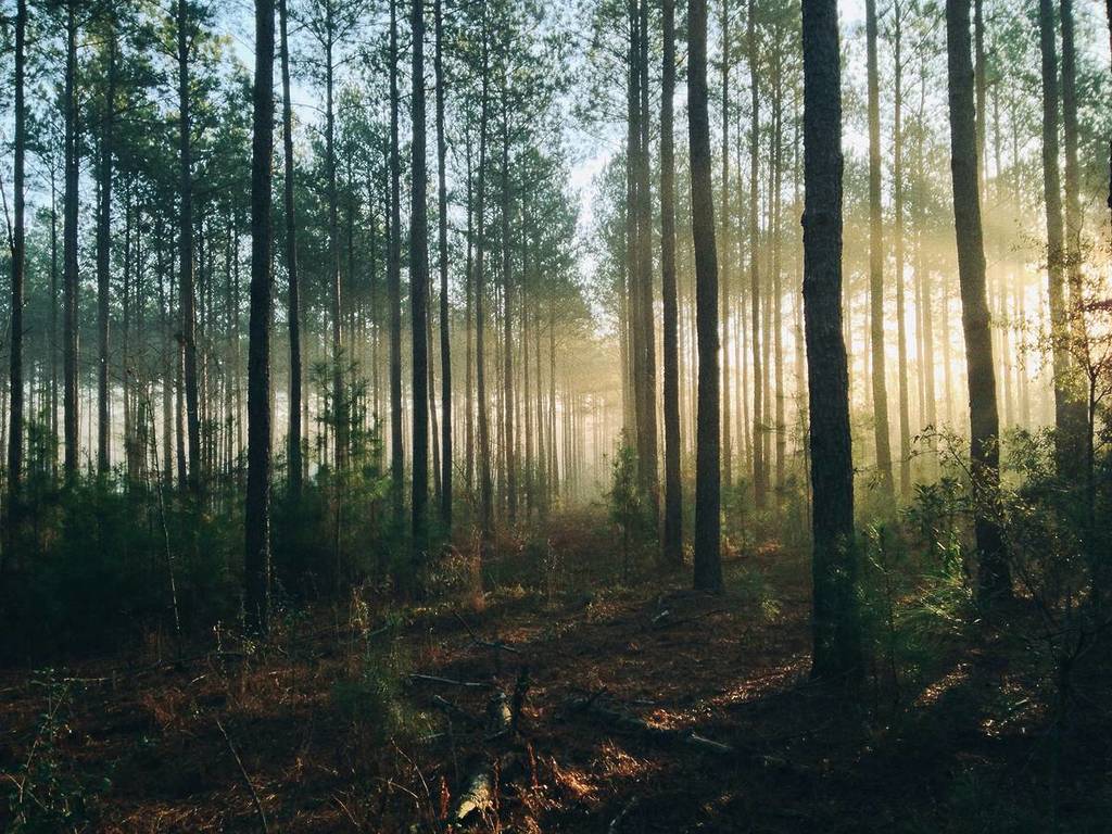 bäume im wald