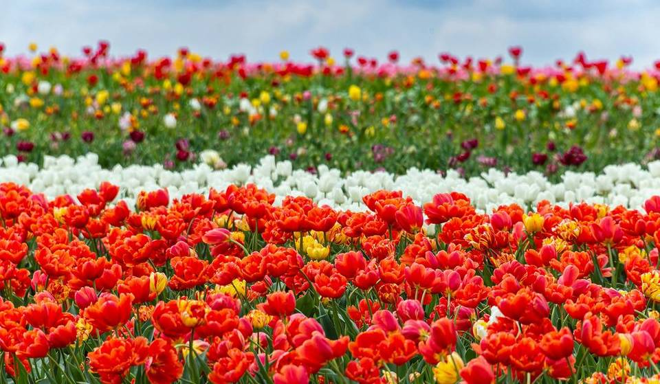 Blumen und Narzissen vom Bauernhof: Dieser Familienbetrieb lässt euch eure Blumen in München selbst schneiden und unterstützt dabei den Bienenbestand