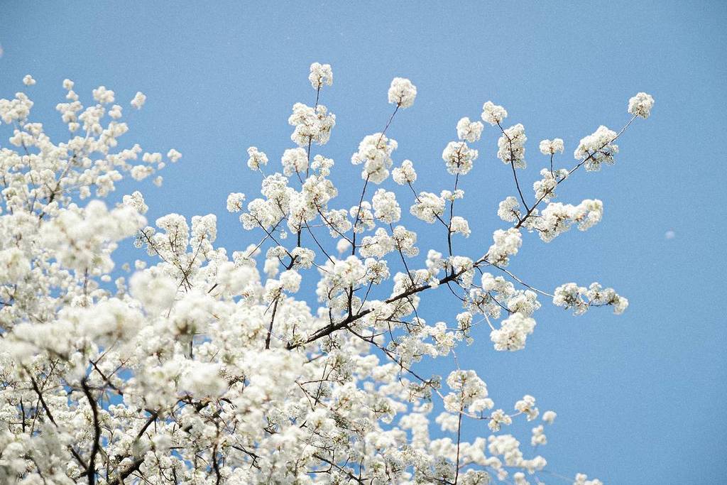 white cherry blossoms against a blue sky, Kirschenweg Pretzfeld