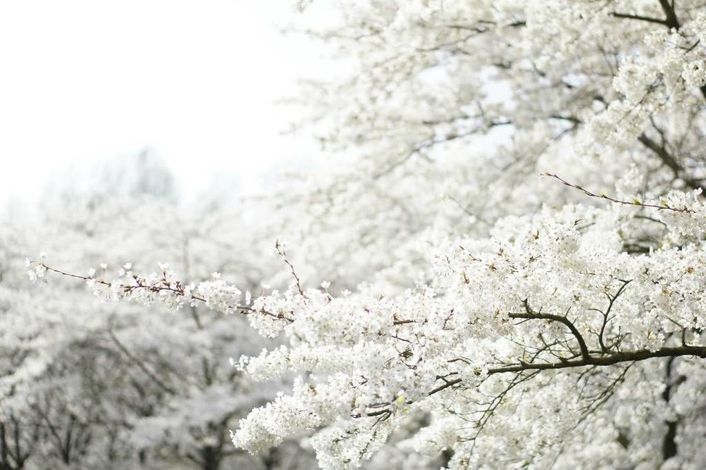 white cherry trees
