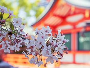 A trip to the Far East: Just an hour from Munich, you can experience a Japanese Spring Festival in an authentic setting
