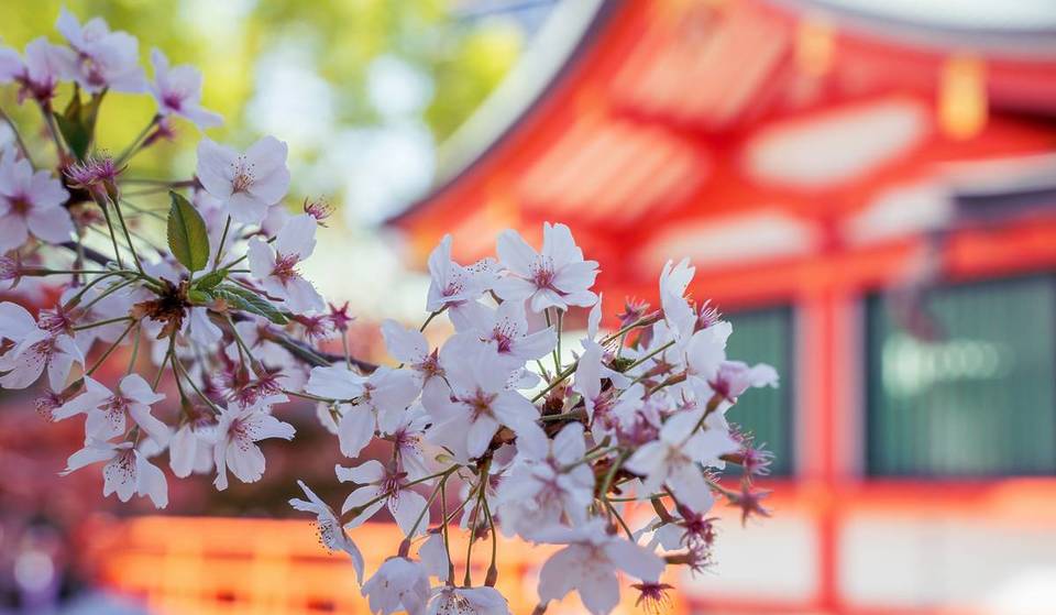 Ausflug nach Fernost: Nur eine Stunde von München erlebt ihr ein japanisches Frühlingsfest in authentischer Kulisse