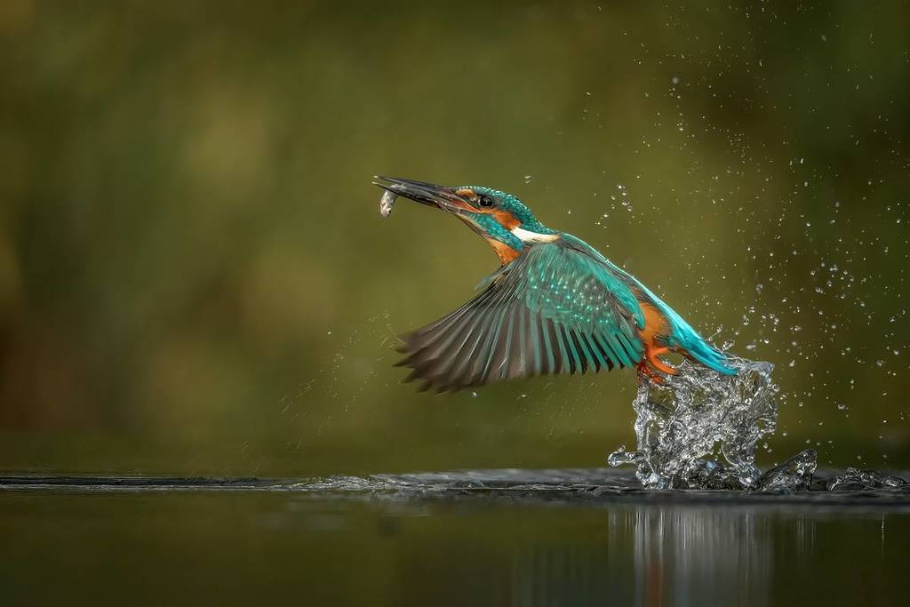 kingfisher