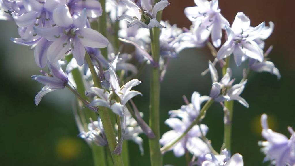 star hyacinths