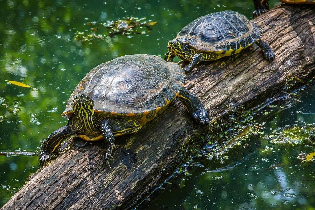 water turtles on a log