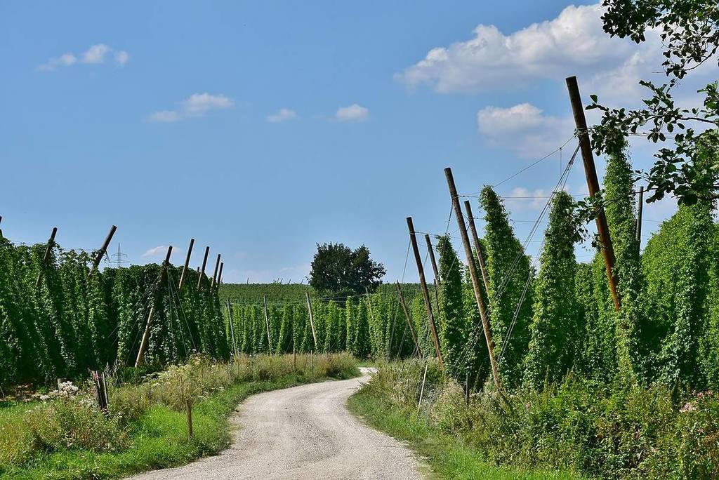 A journey through the Hallertau, through the hops