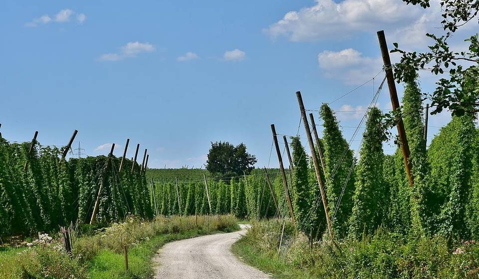 Das größte Hopfenanbaugebiet der Welt erstreckt sich nur 30 Minuten von München auf 2.400 km² und produziert ein Drittel des global verarbeiteten Hopfens