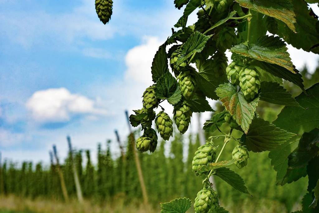 hop vines 