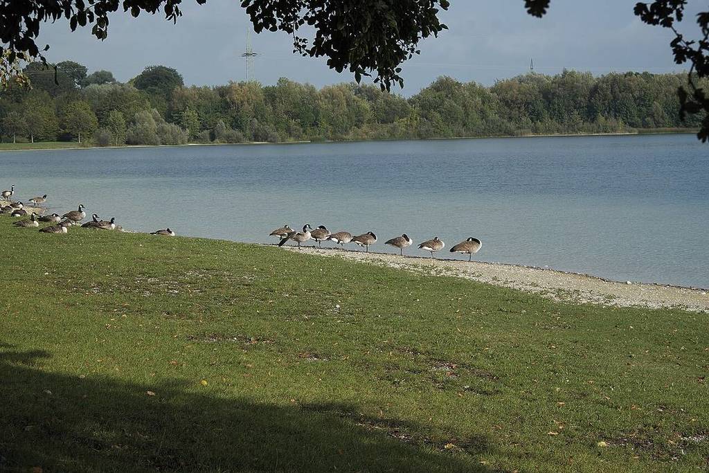 Geese at Lußsee
