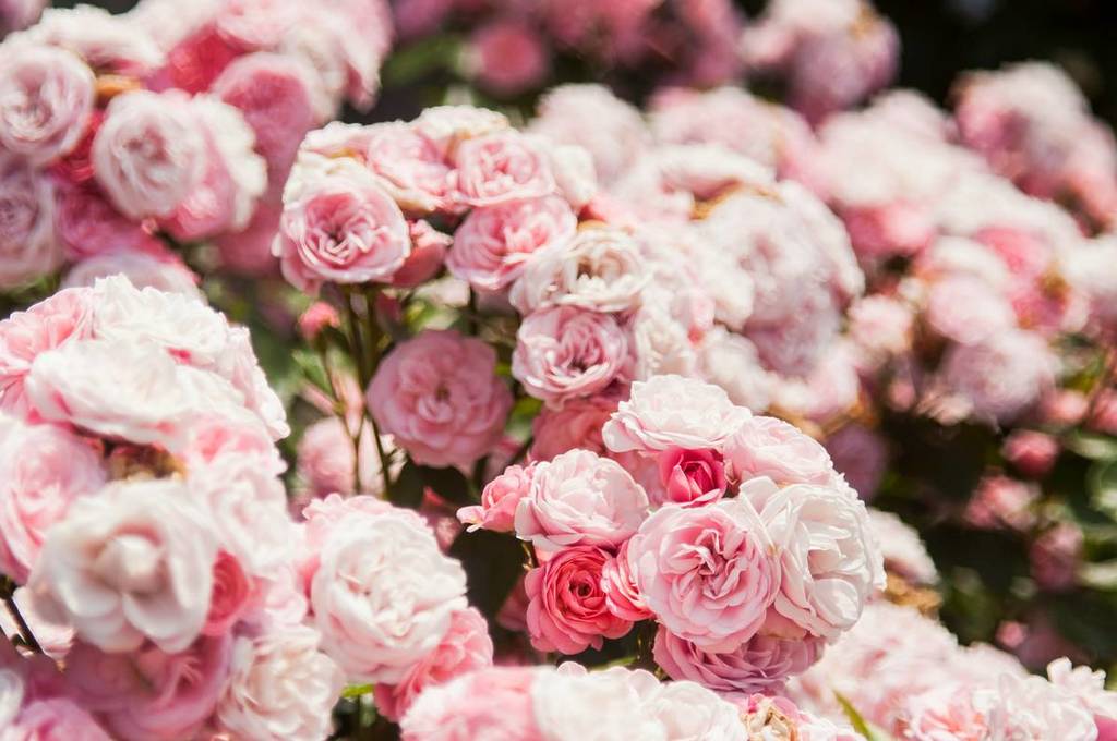 rosa rosen