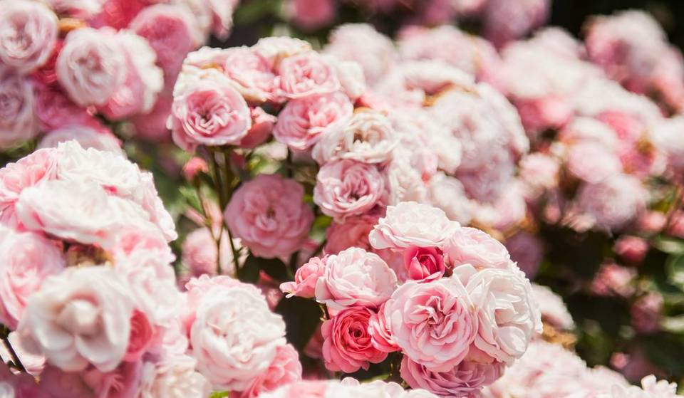 Nur 85 Minuten von München erblühen 200 historische Rosensorten in diesem 3.000 m² großen Garten eines Schlosses und lassen euch wie bei Dornröschen fühlen