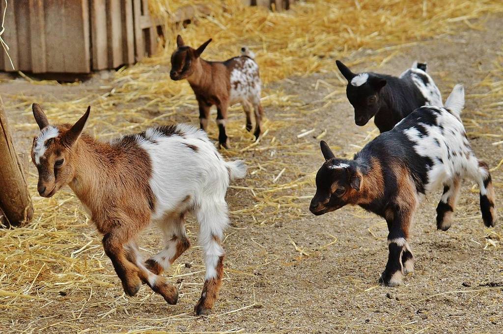 playful baby goats