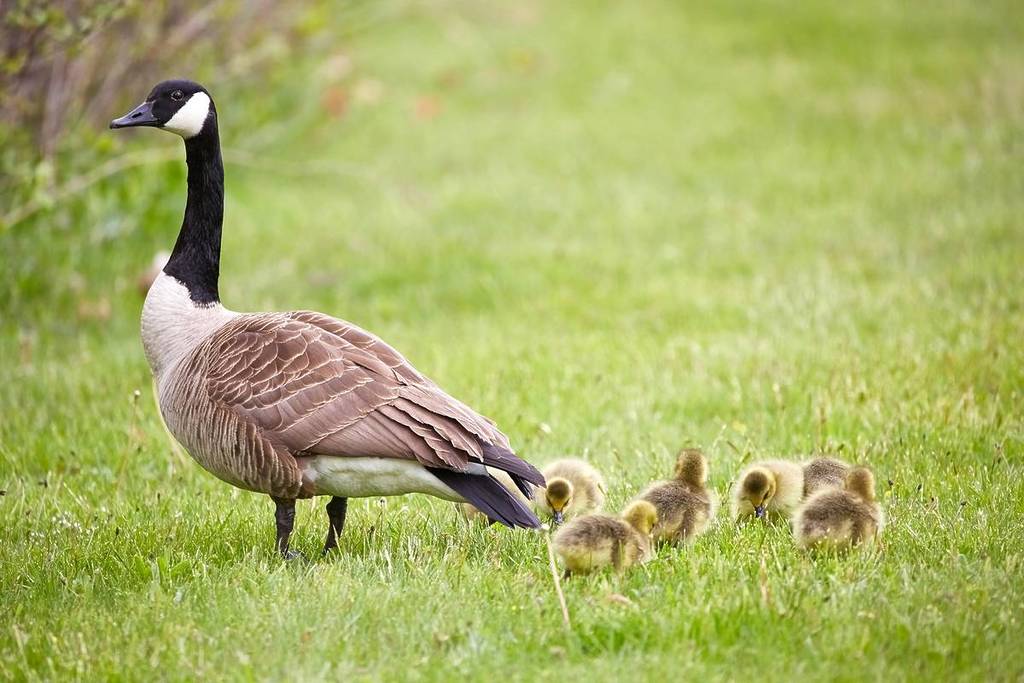 Wild goose with goslings