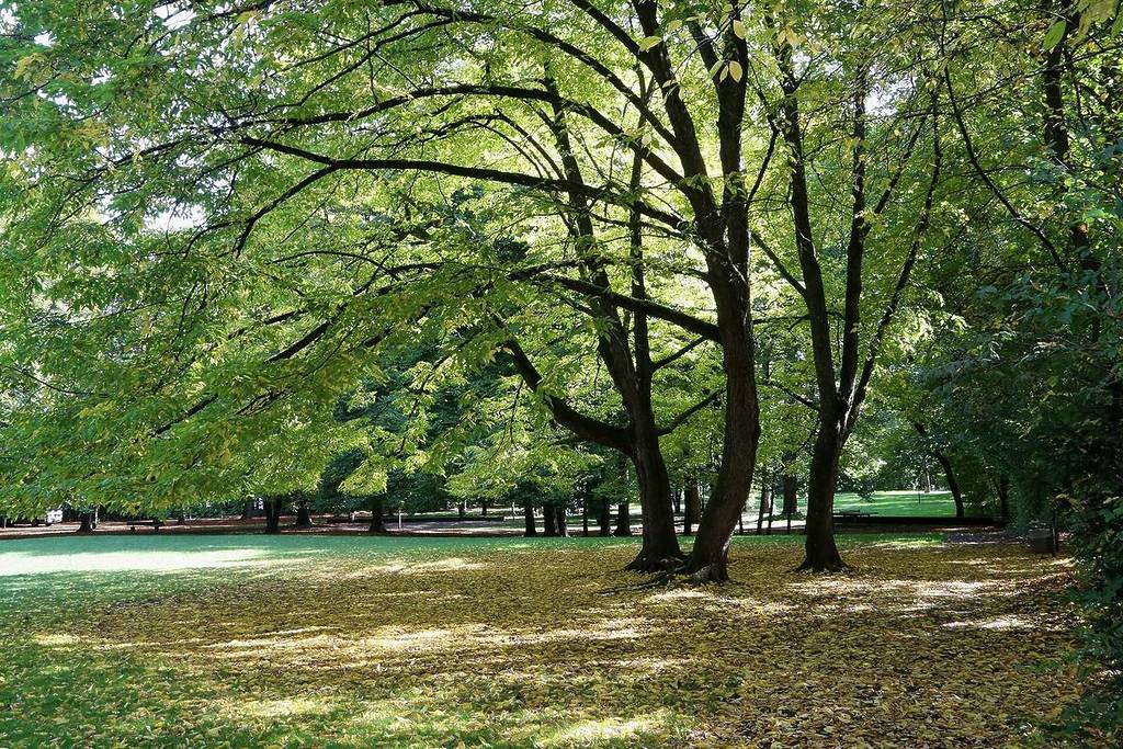 grünflächen im grünwaldpark