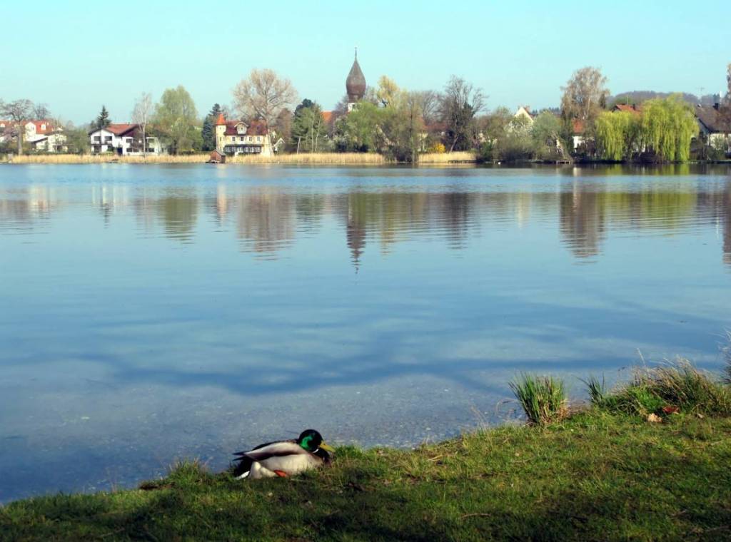 Duck on the shore of Lake Weßling with a panoramic view of Weßling