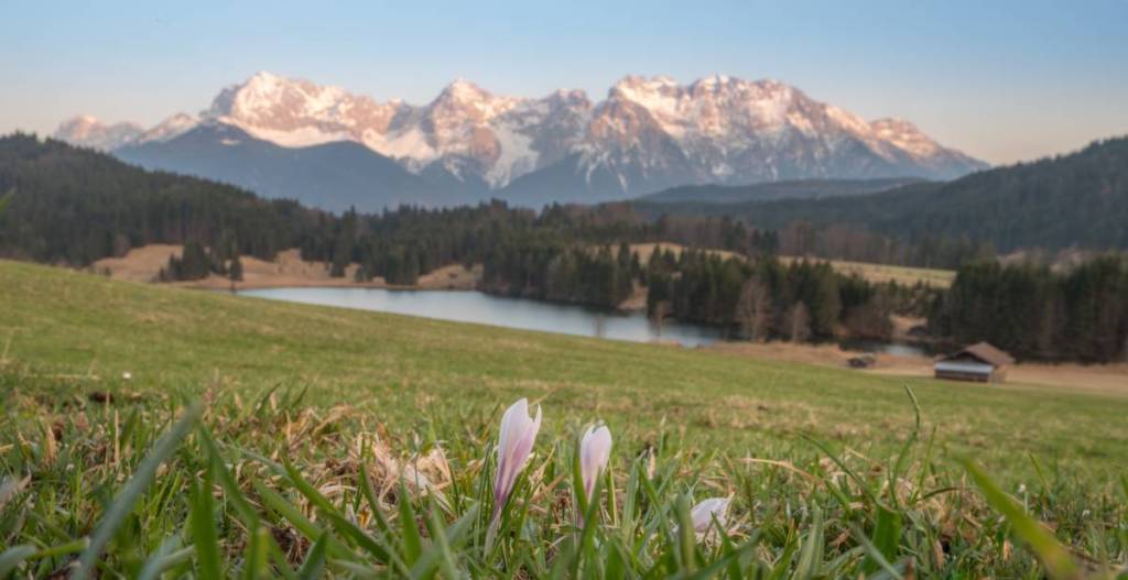 Crocuses at Wagenbrüchsee