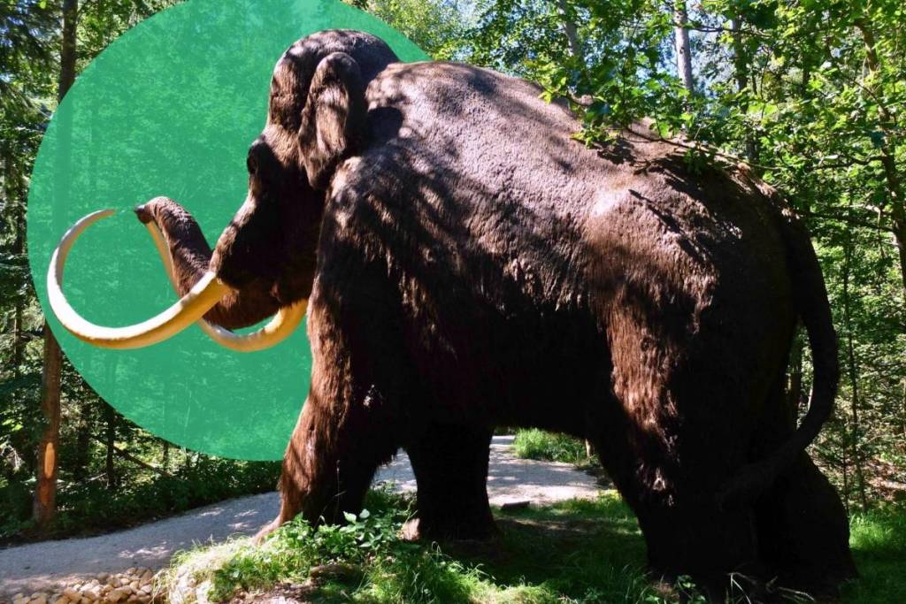 Lebensgroßes Mammut-Modell mit großen Stoßzähnen auf dem Waldweg im Dinosaurier Museum Altmühltal bei München.