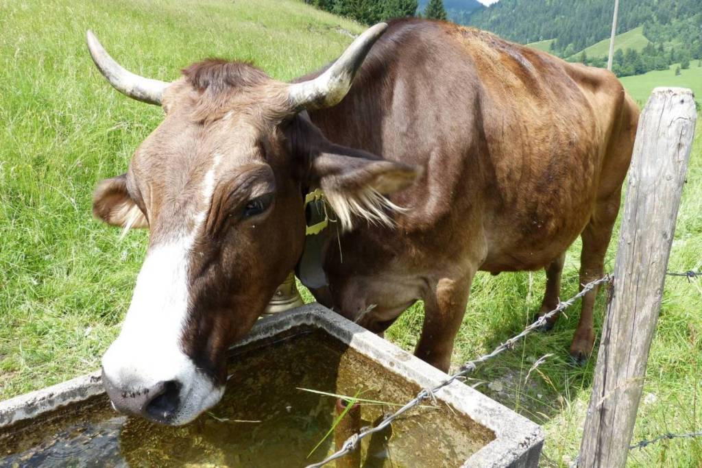 Kuh an einer Tränke im Allgäu