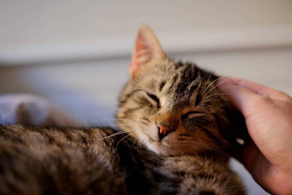 katze wird gestreichelt