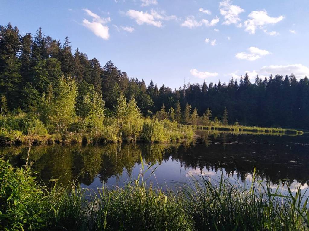 trees around the lake