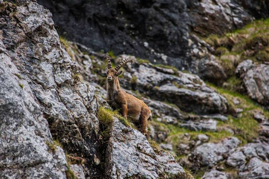 Steinbock in den bayrischen Alpen