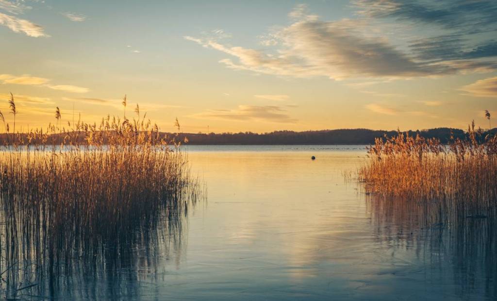 schilf an einem badesee imsonnenuntergang