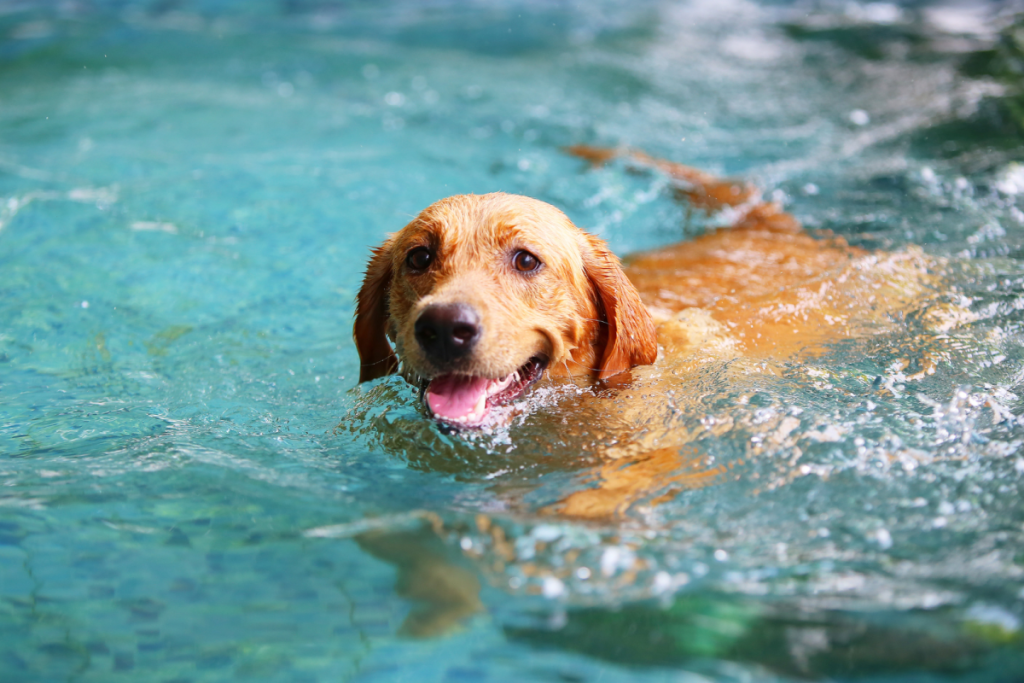 Golden Retriever am baden