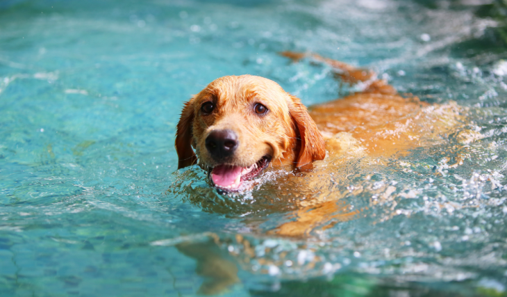 Riesiger Wasserspaß für eure Vierbeiner: Der Münchner Hundebadetag steht wieder vor der Tür