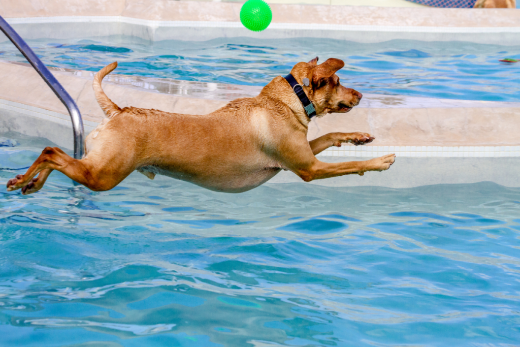 Hund springt ins Wasser im Freibad