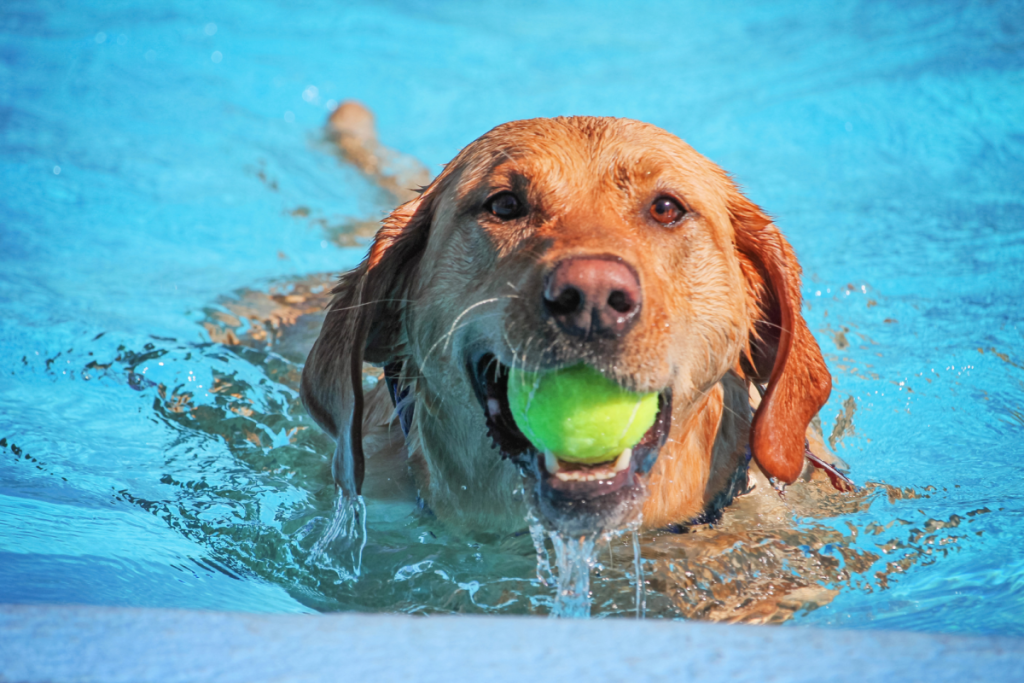 Golden Retriever schwimmt mit einem Tennisball im Mund