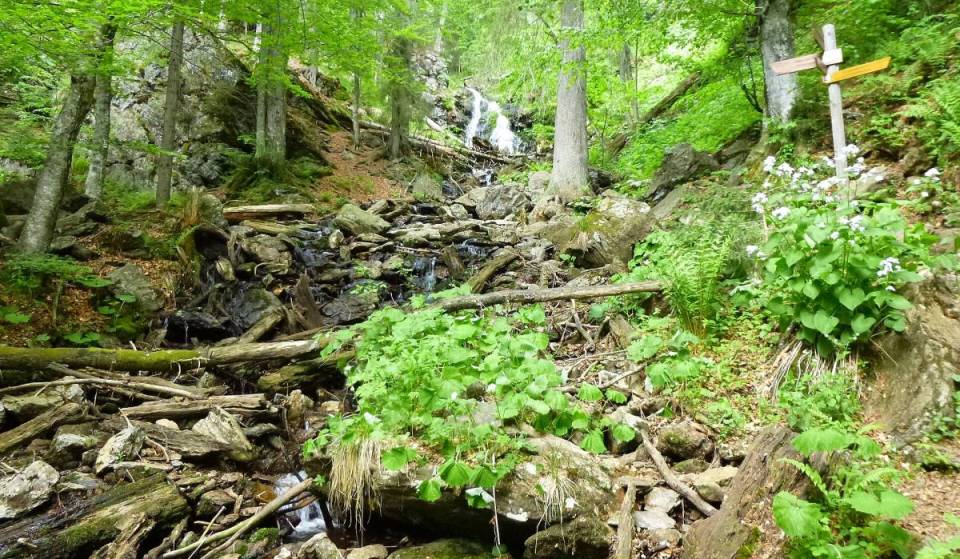 2,5 Stunden von München liegt vor der tschechischen Grenze eines der letzten Urwaldgebiete Europas: Eine verwunschene Baumlandschaft mit 10 Meter hohem Wasserfall und steilen Felswänden