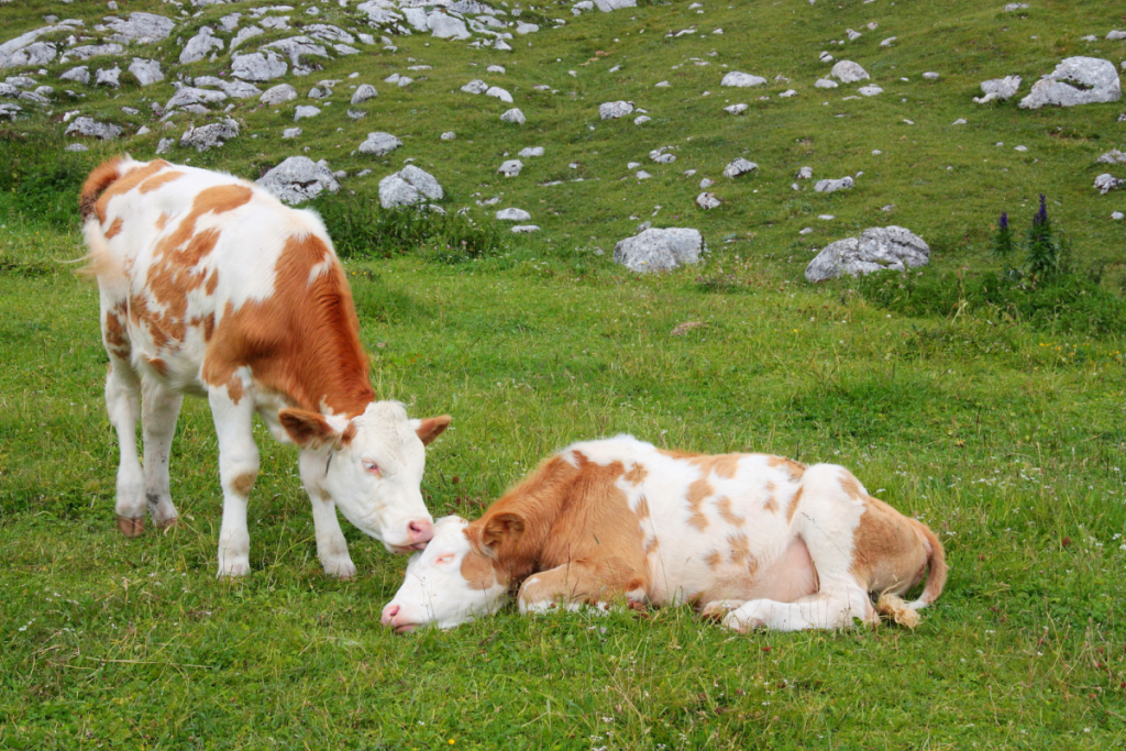 Zwei Kühe kuscheln auf einer Weide