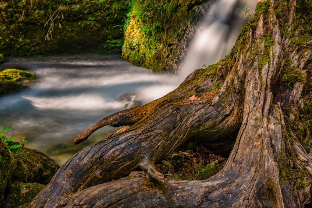 Gnarled tree at the pool of the Hinanger Waterfall