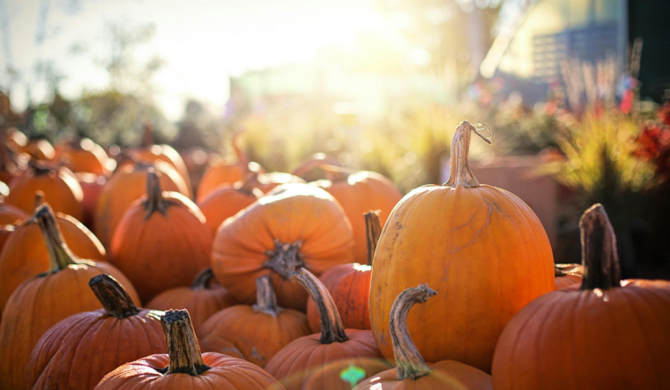 Pumpkin Worlds at Kaltenberg Castle: Experience the huge fall spectacle with pumpkin carving, exhibitions, and activities for the whole family