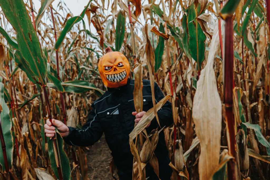 Person mit Kürbismaske im Maislabyrinth