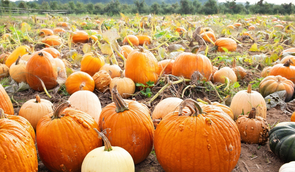 Just 45 minutes from Munich: Visit Bavaria’s largest pumpkin exhibition, featuring over 70 varieties of pumpkins to discover