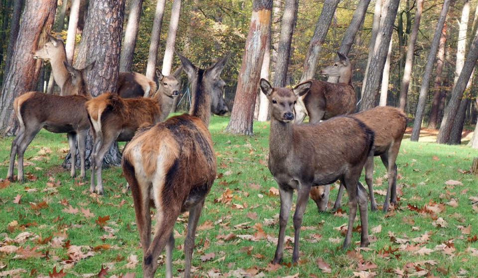 Entdeckt den Königlichen Hirschgarten in München mit einem wunderschönen Wildgehege und dem größten Biergarten der Welt