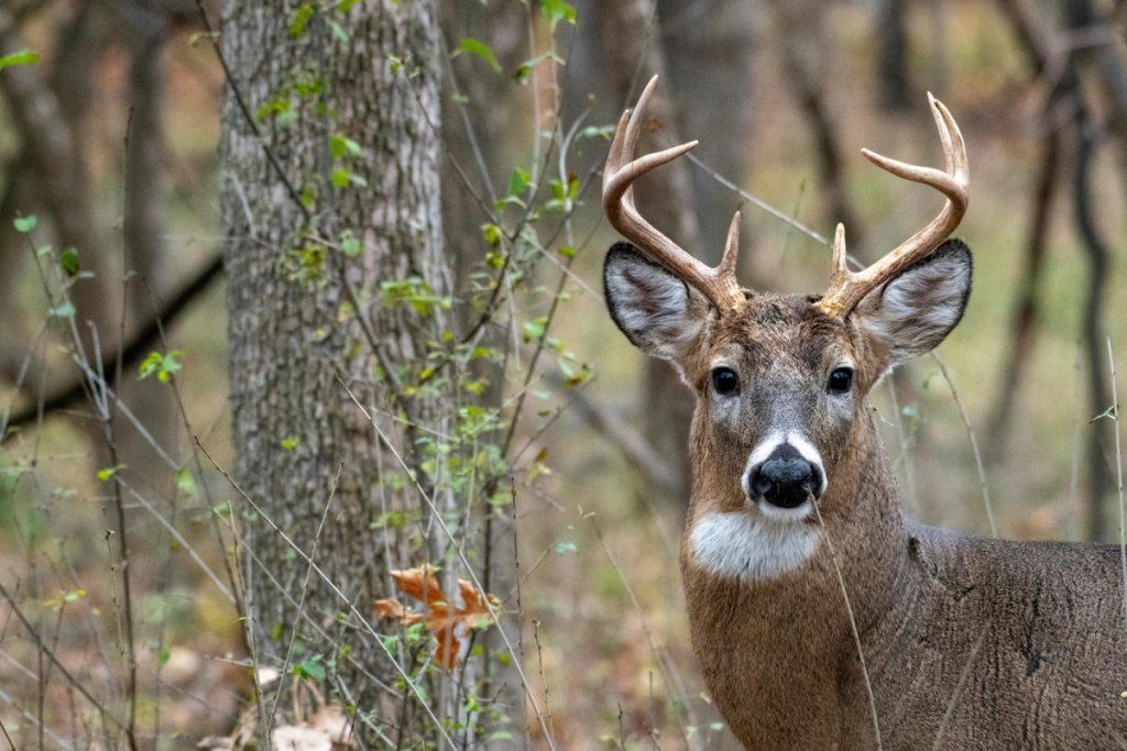 Hirsch im Wald als Nahaufnahme