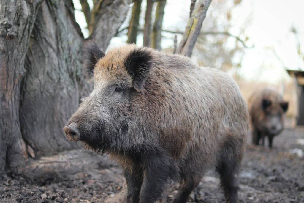 wildschweine