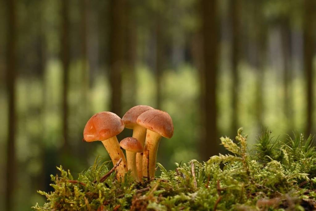 pilze im wald
