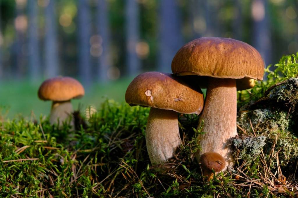 pilze im wald