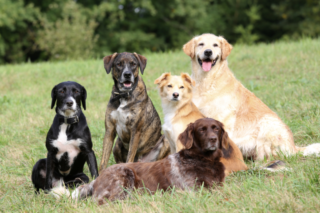 Several dogs are sitting together on a lawn