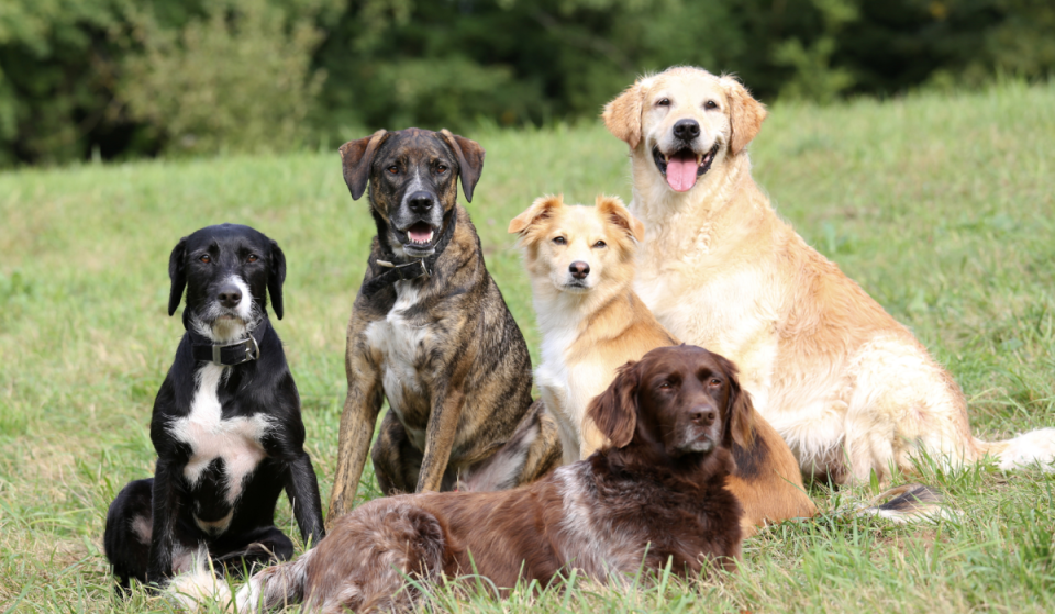 Über 46.000 angemeldete Hunde in München: Allzeithoch bei den Vierbeinern vor geplanter Hundesteuer-Erhöhung
