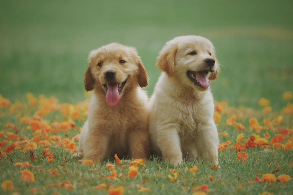 Two Labrador puppies in a meadow