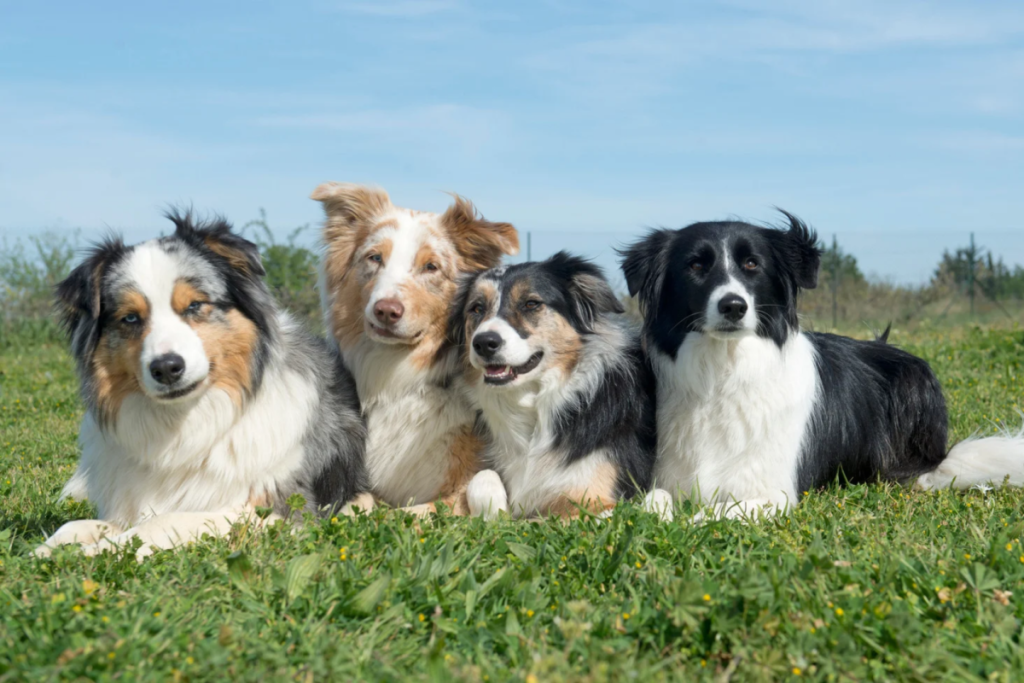 Four dogs lying together in the grass