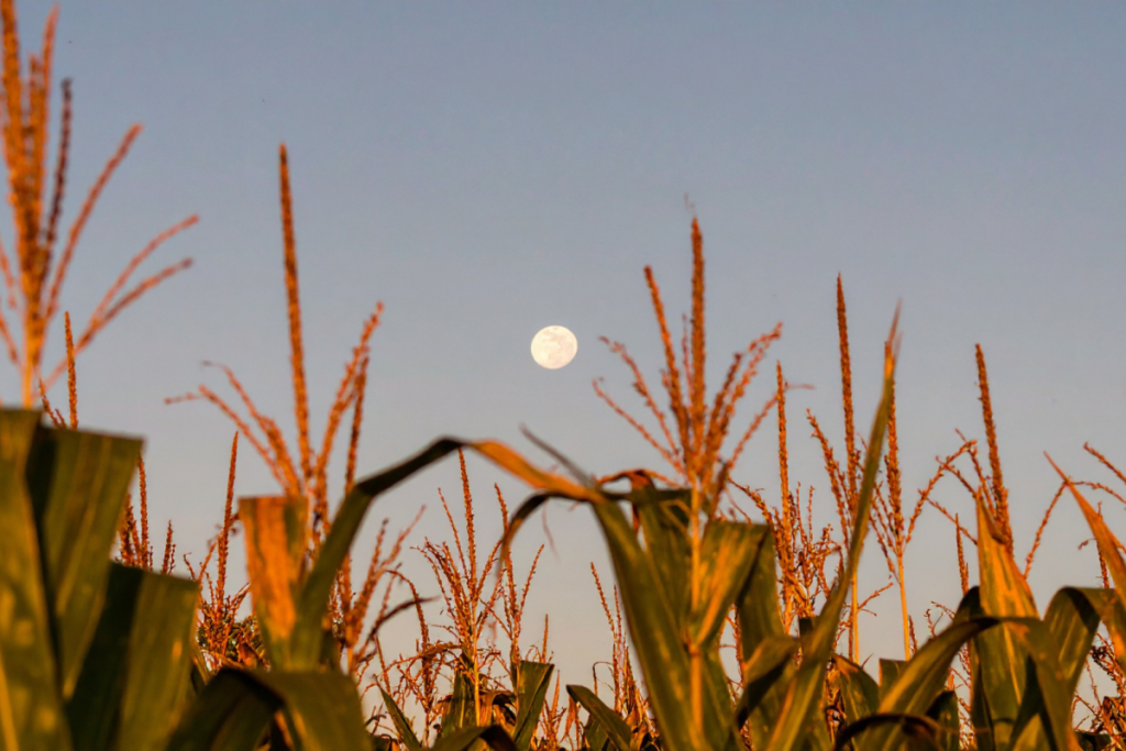 Mond erscheint über einem Maisfeld