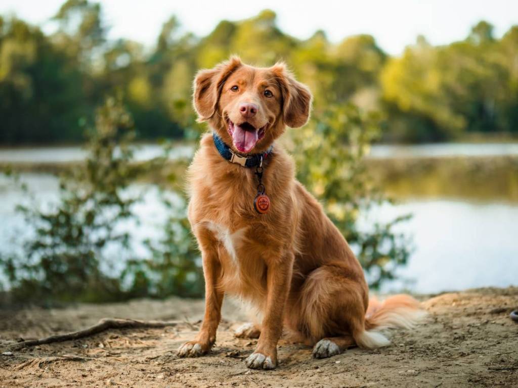 dog in front of a lake