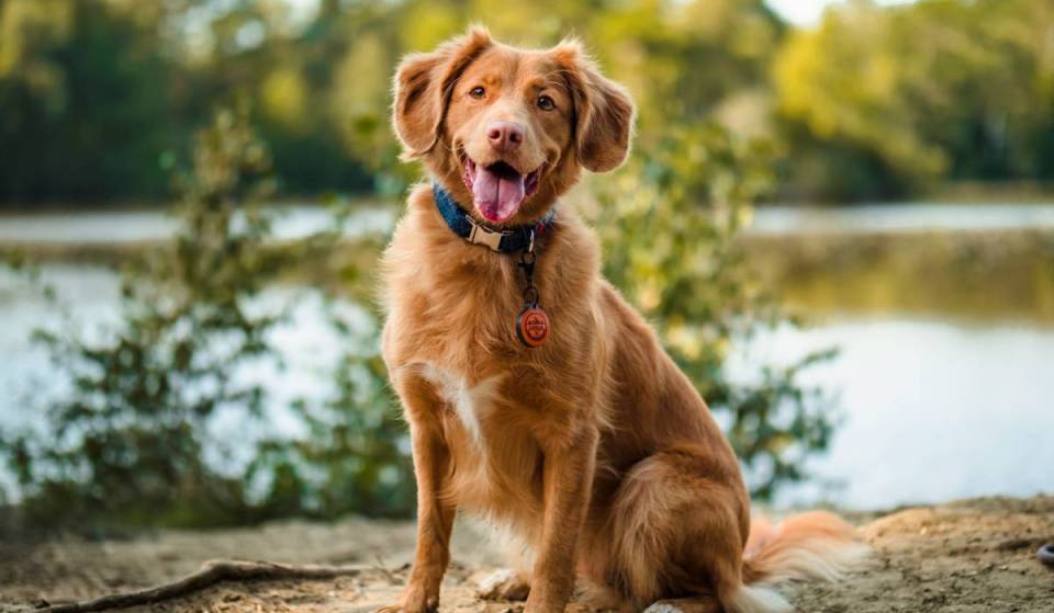 Nur 90 Minuten von München schlafen eure Vierbeiner kostenlos im „Dogotel“ mit Hundepool, Spa-Bereich und großem See in der Nähe
