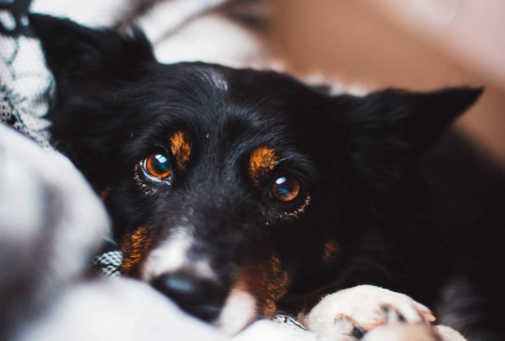 dog in bed